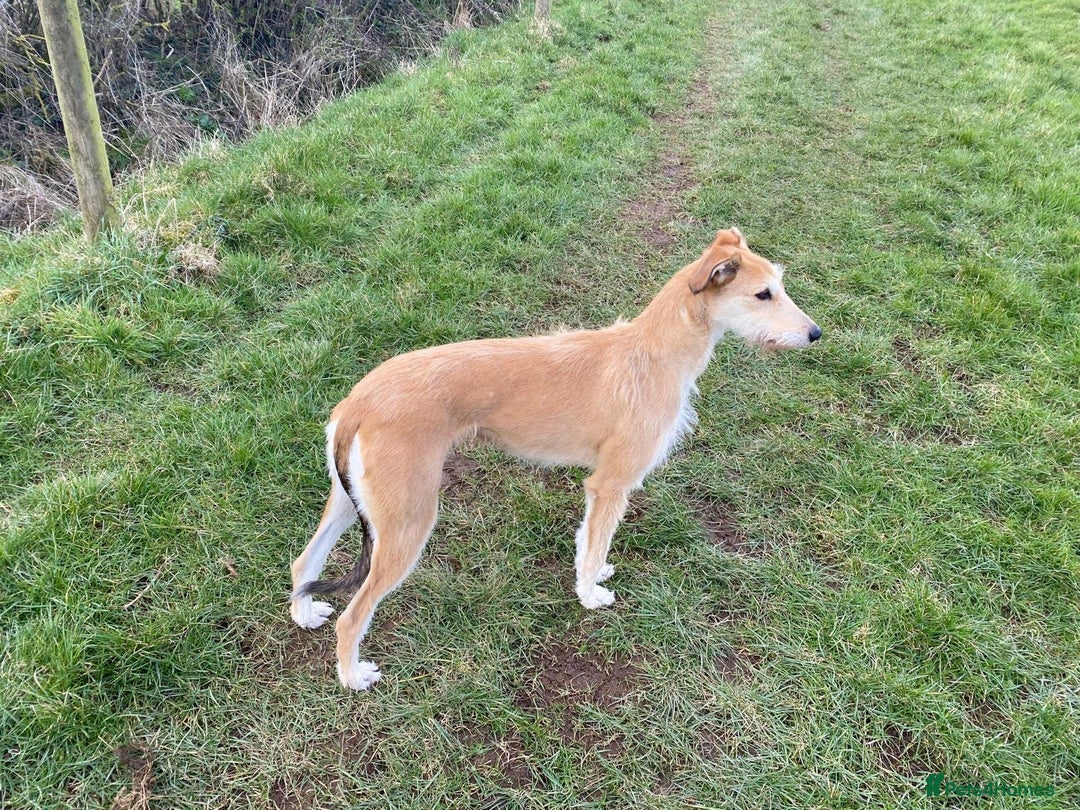 Lurcher dogs for sale: Saluki bred long dog puppies  - Image 2