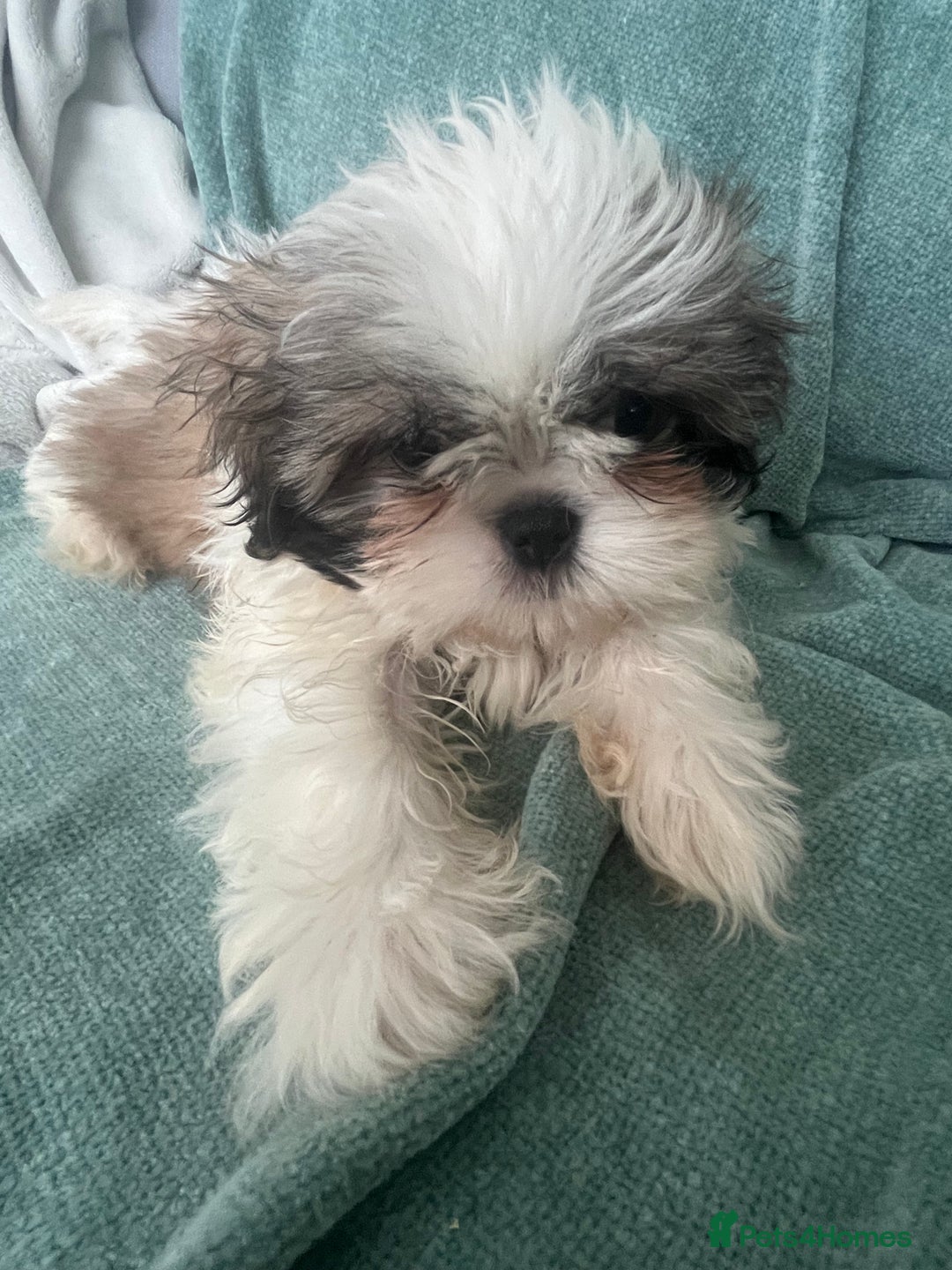 Shih Tzu dogs for sale: Shih tzu puppies  - Advert 14