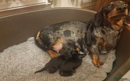 Miniature Dachshund dogs for sale: **ready now* KC registered mini Dachshund puppy - Image 7