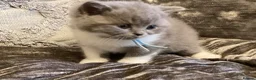 British Shorthair cats for sale: GCCF Registered Bi-colour Kitten - Advert 10