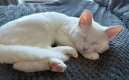 Mixed Breed cats for sale: 3 playful kittens  - Image 6