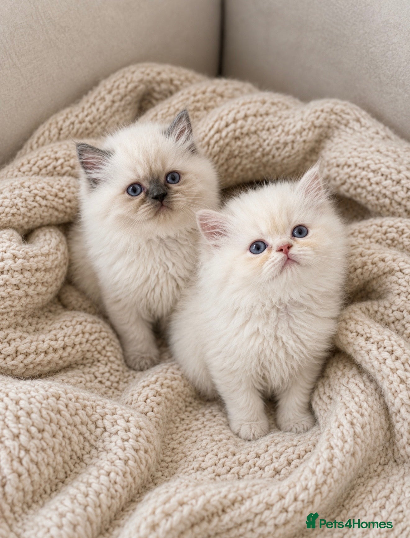 Persian cats Persian  - Advert 2