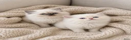 Persian cats for sale: Persian  - Advert 2