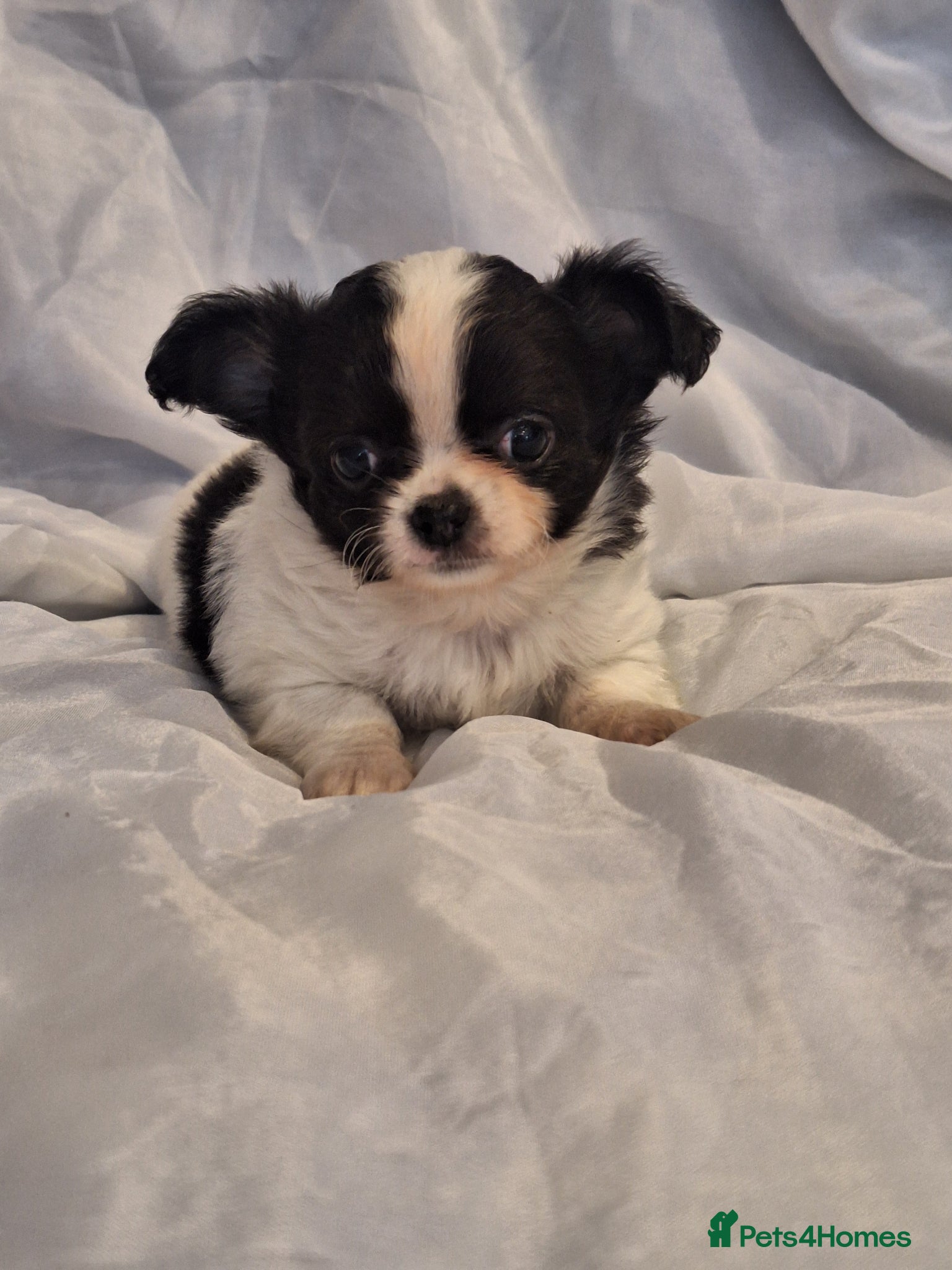 Chihuahua dogs Tiny Long Coat Boy - Advert 1