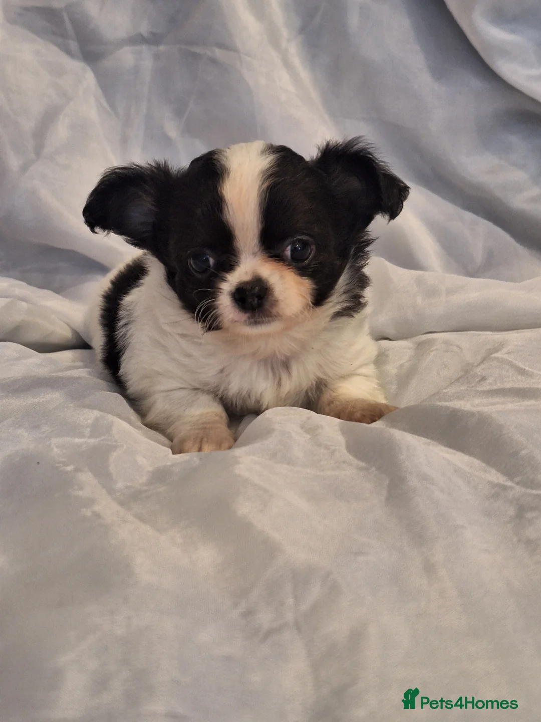 Chihuahua dogs for sale: Tiny Long Coat Boy in Doncaster - Advert 1