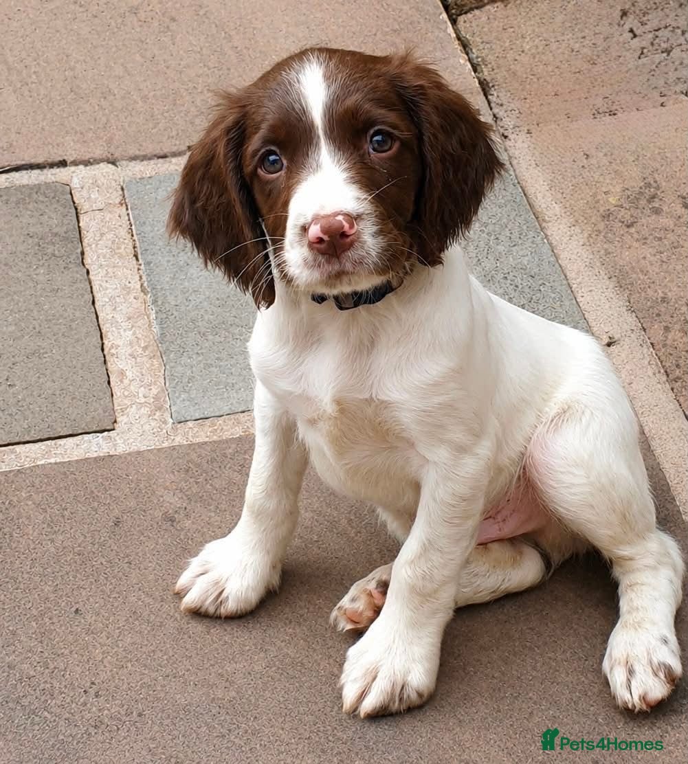 English Springer Spaniel dogs *REDUCED - LAST BOY* Working Springer Spaniel - Advert 1