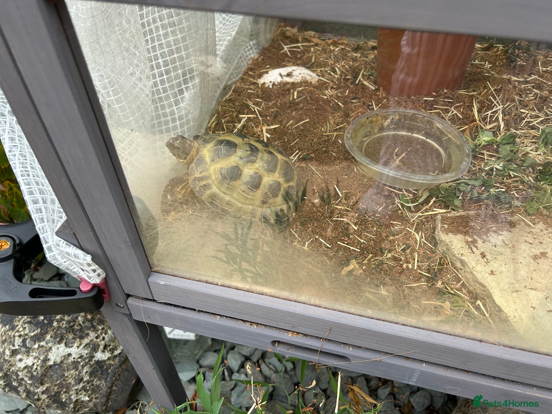Tortoise reptiles for sale: Horsefield tortoise for sale - Image 3