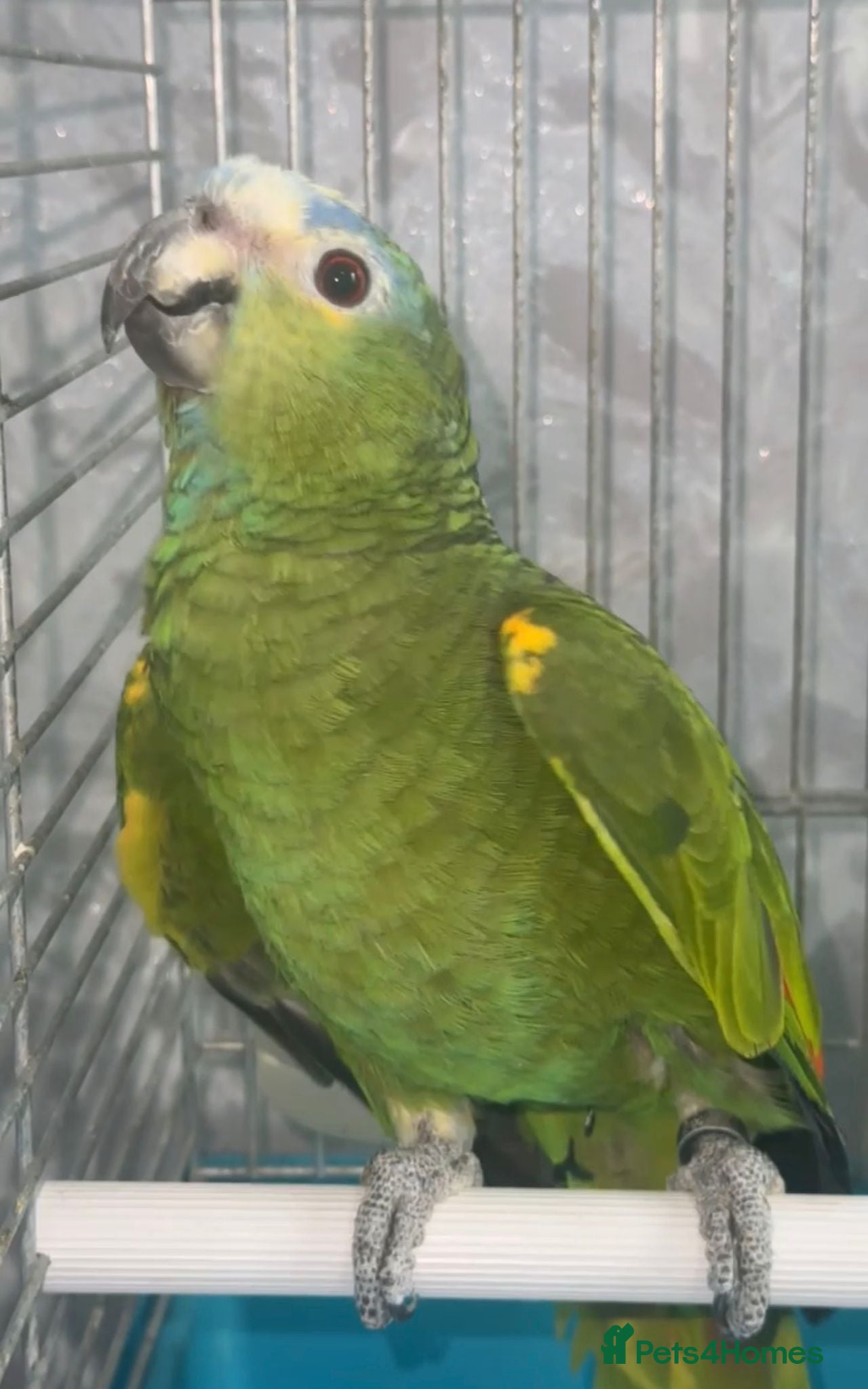 Parrots birds for sale: Amazon Parrots (Blue Fronted Male / Orange Wing) in Altrincham - Advert 6