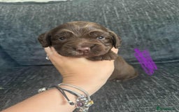 Cocker Spaniel dogs for sale: Working cocker spaniels - Image 11