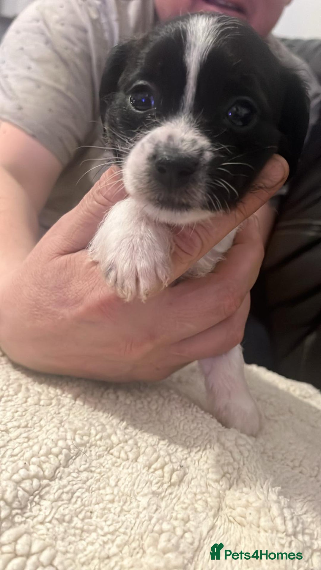 Mixed Breed dogs for sale: Poochon cross schweenie  - Advert 15