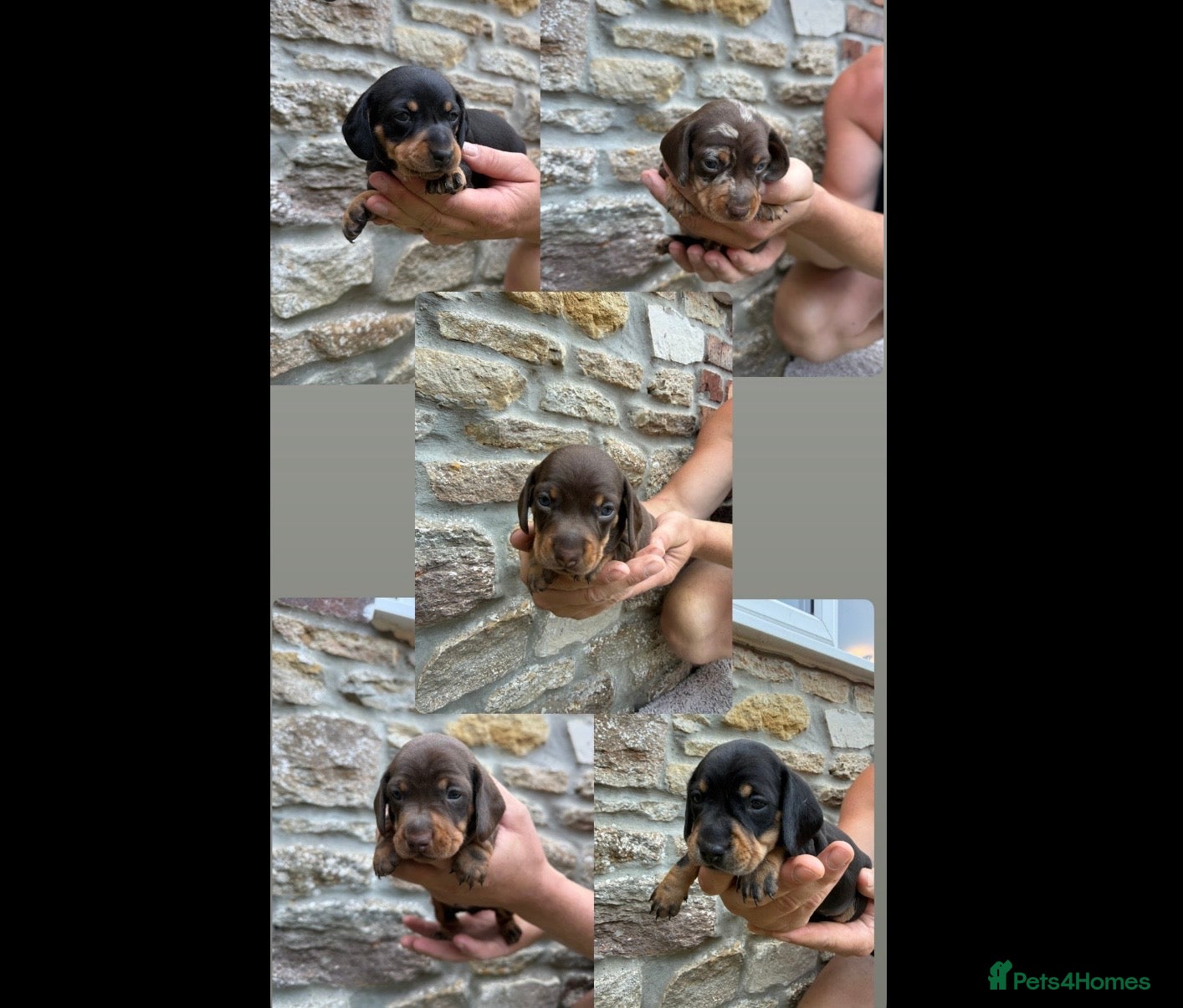 Miniature Dachshund dogs Stunning KC registered miniature daschund puppies - Advert 18