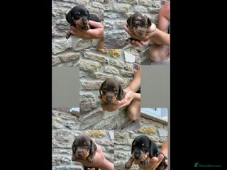 Miniature Dachshund dogs Stunning KC registered miniature daschund puppies - Advert 1