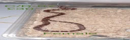 Corn Snake reptiles for sale: Baby corn snakes  - Advert 19