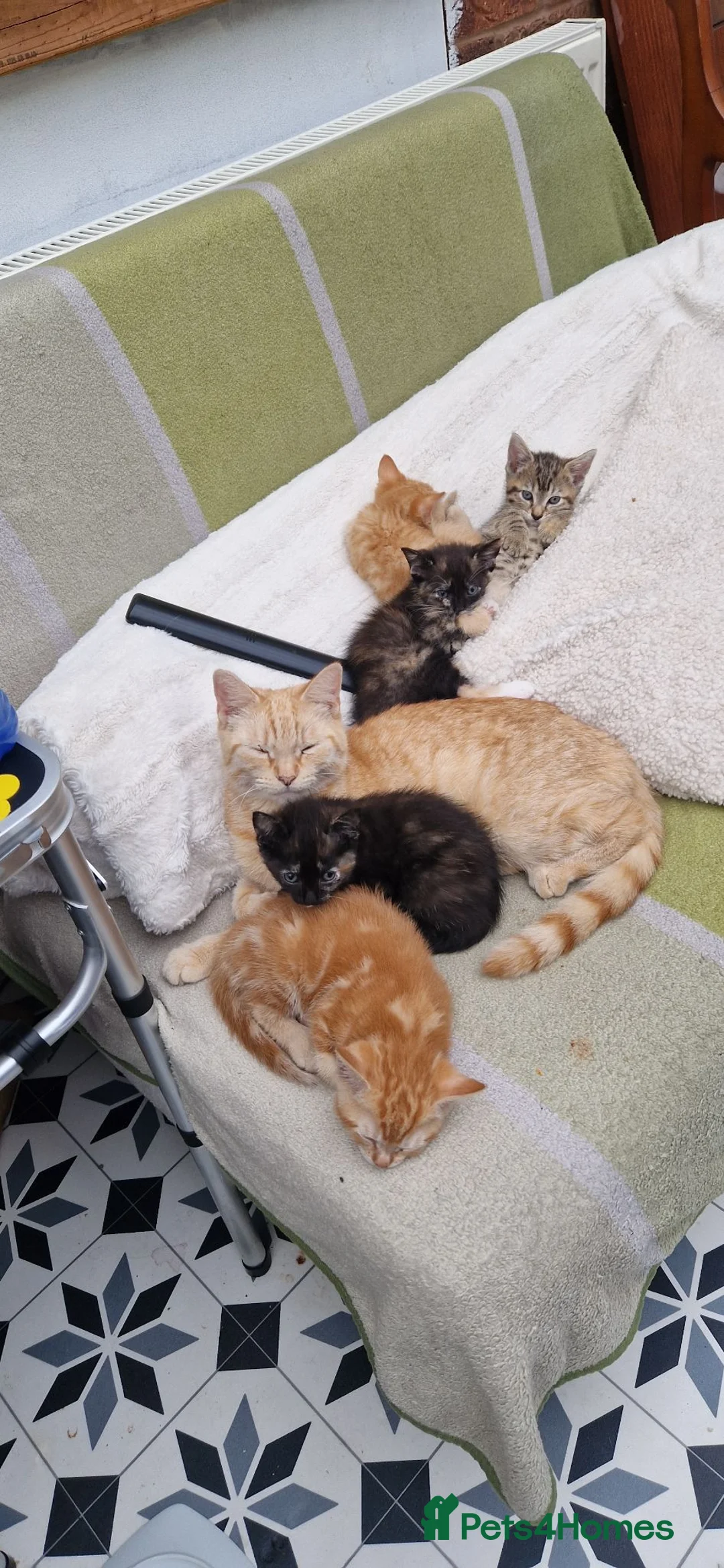Mixed Breed cats for sale: 5 little kittens:1ginger male+1ginger girl+3 girls - Advert 12