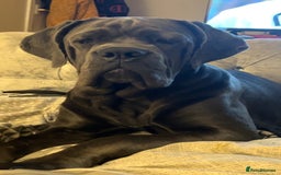 Cane Corso dogs for sale: 11 month old female cane corso - Image 3
