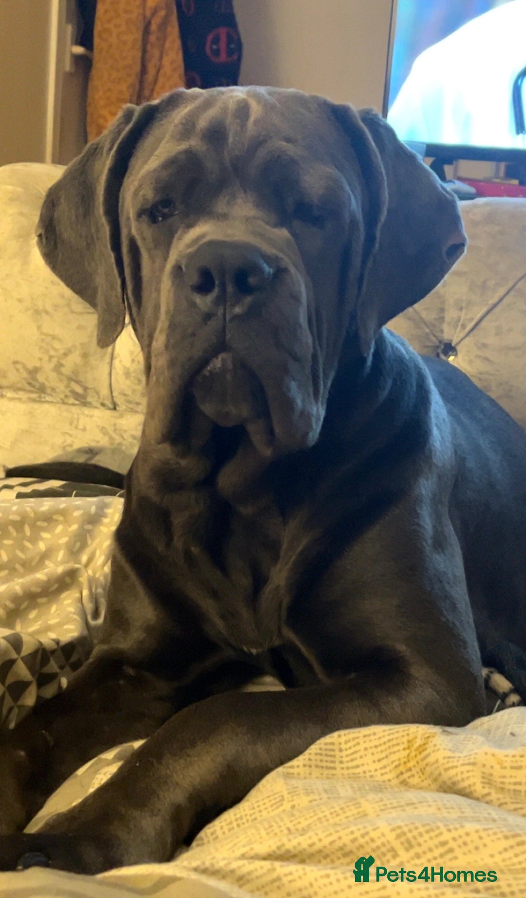 Cane Corso dogs for sale: 11 month old female cane corso - Image 3