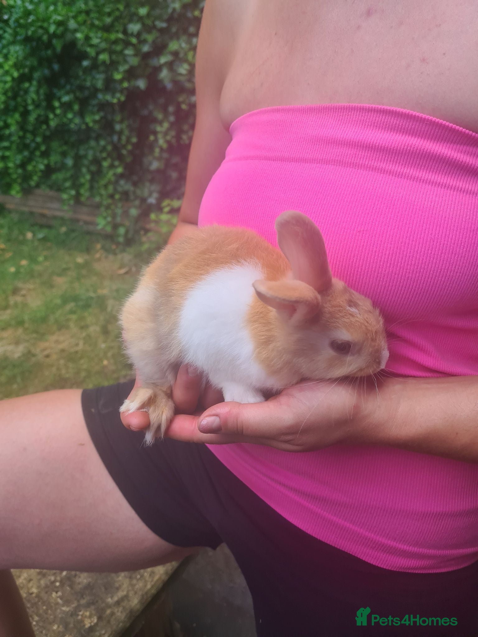 Mixed Breed rabbits Mini lop x lionhead bunnies - Advert 17