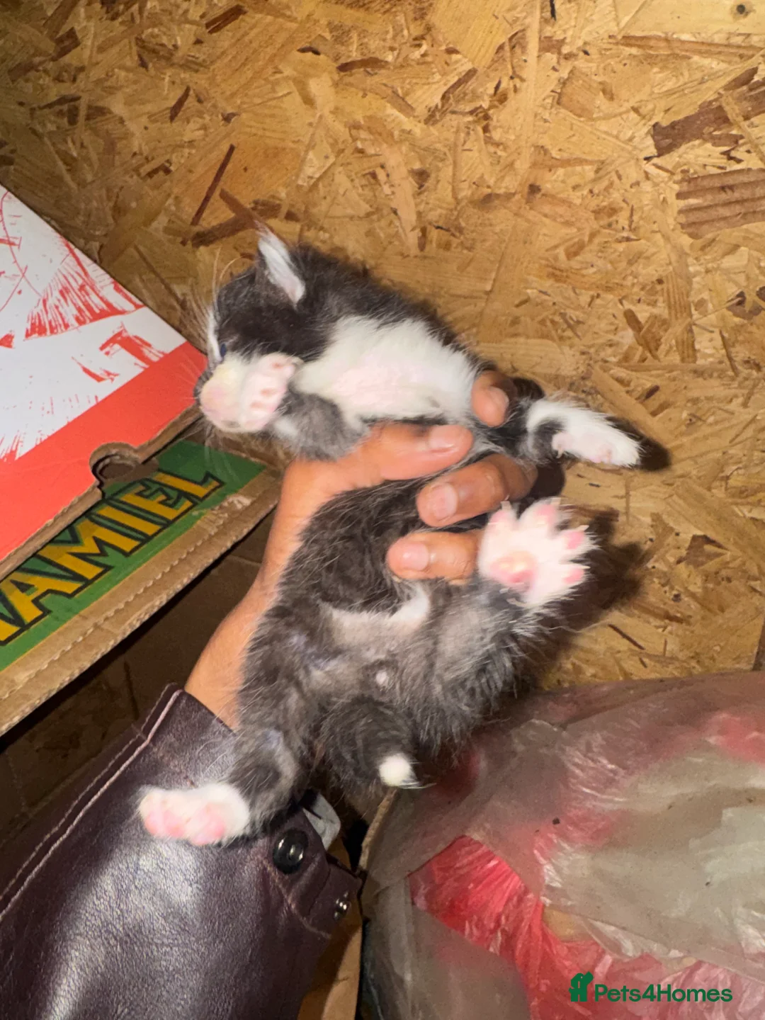 Domestic Shorthair cats for sale: Beautiful Black and White Kittens. in Guildford - Advert 17