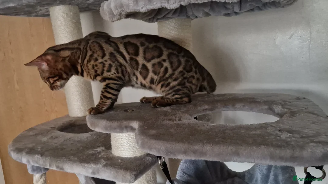 Bengal cats for sale: Active Tica registered boy😍 - Advert 12