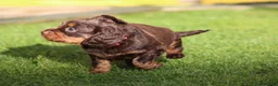 Cocker Spaniel dogs for sale: Beautiful pups in Durham - Advert 14