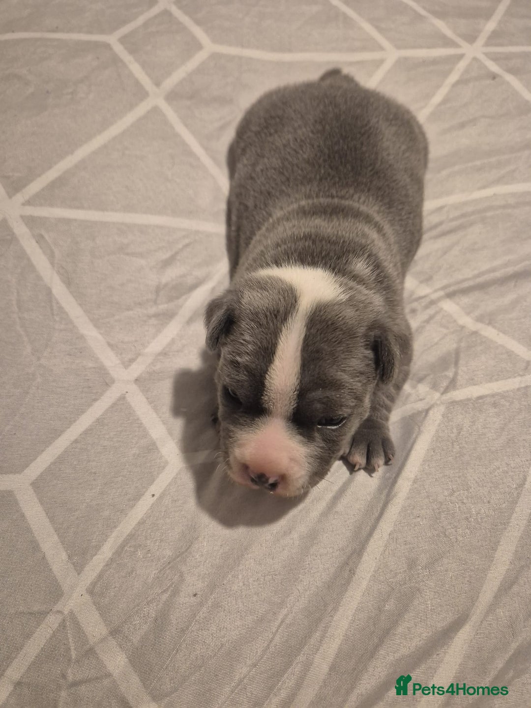 Staffordshire Bull Terrier dogs for sale: Blue and white pup  - Image 5