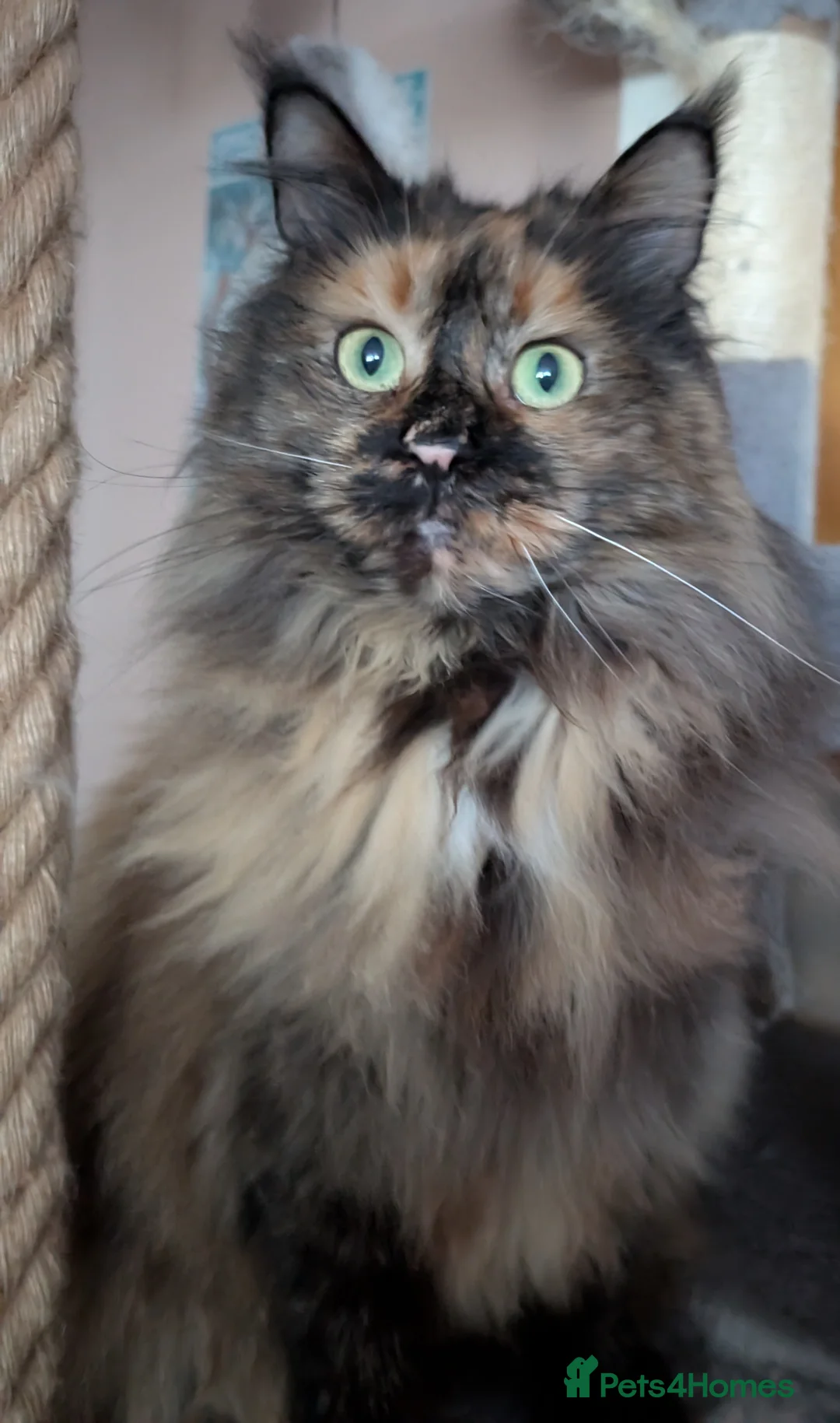 Maine Coon cats for sale: Gorgeous GCCF registered young female  - Advert 7