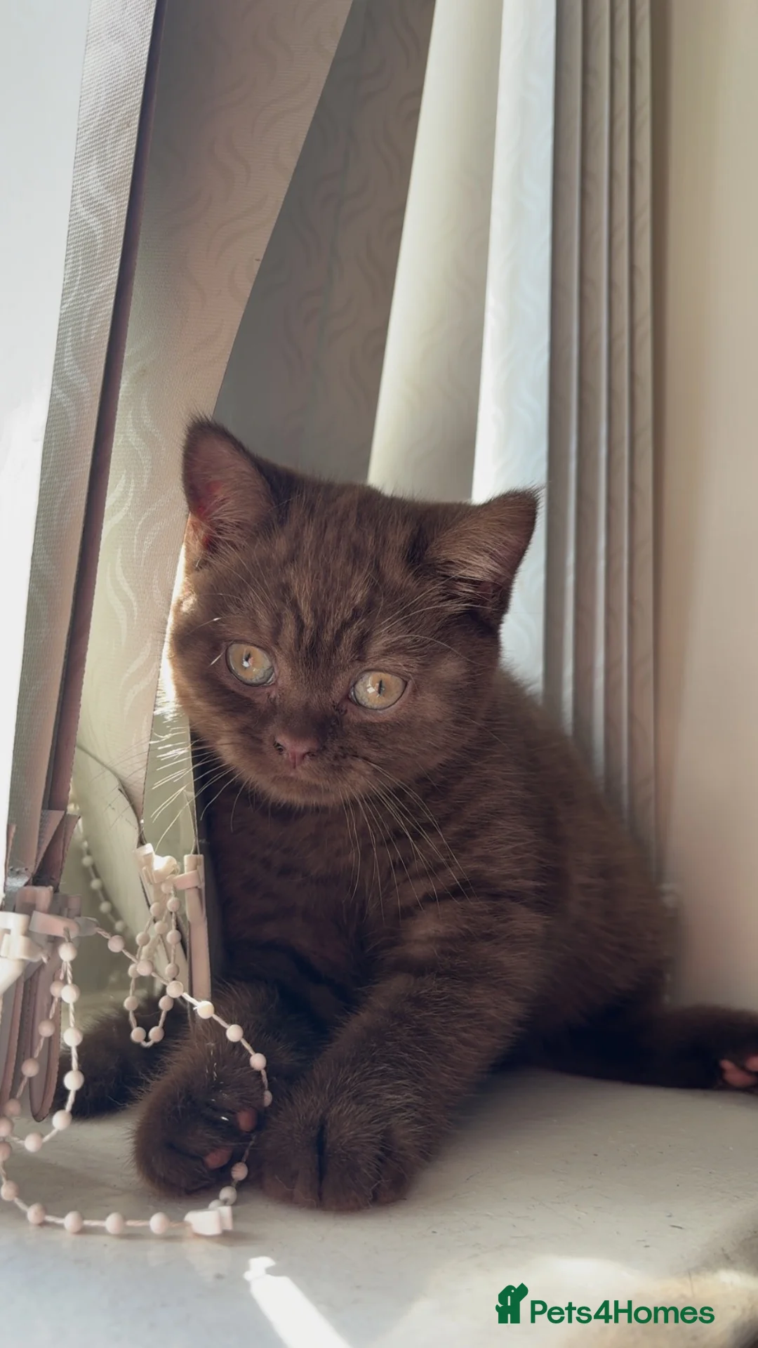 British Shorthair cats for sale: 🐾 Beautiful British Shorthair Kittens 🐾 - Advert 2