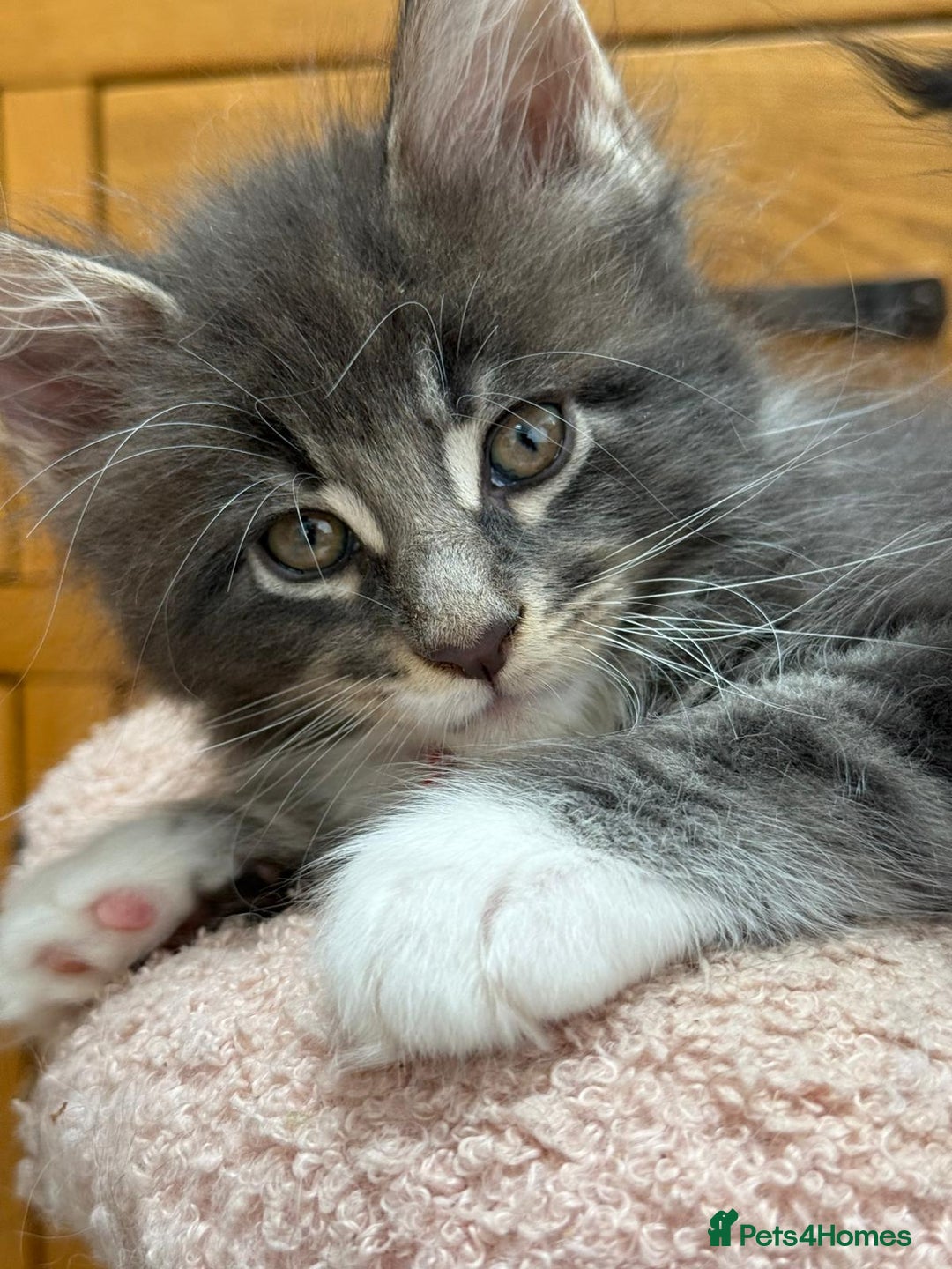 Maine Coon cats for sale: 2 Beautiful pedigree TICA reg Maine Coon kittens - Image 8