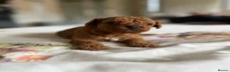 Cavapoo dogs for sale: Reduced F1b Toy Cavapoo girl health tested parents - Advert 30