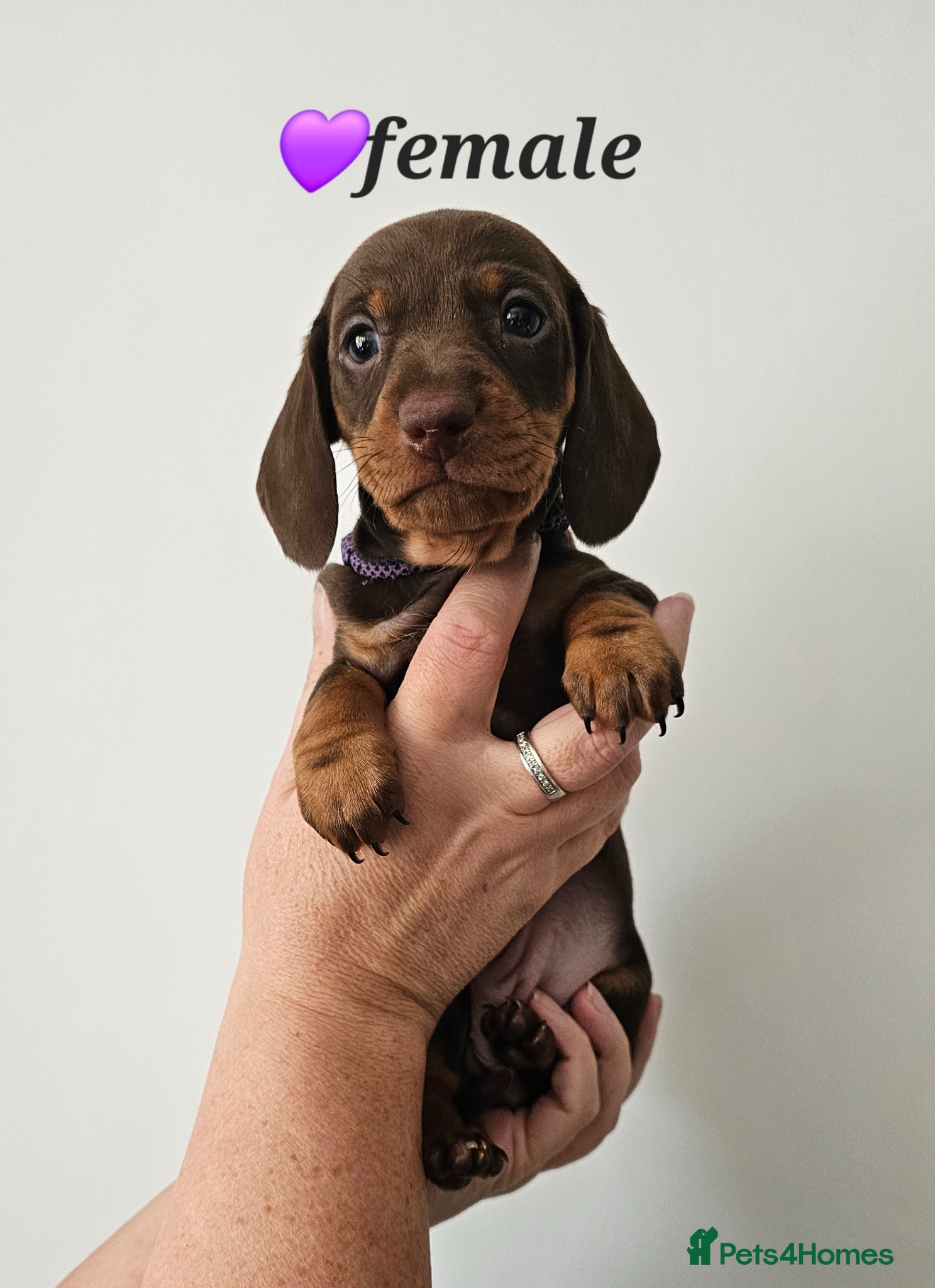 Dachshund dogs Stunning puppies, kc registered parents  - Advert 2