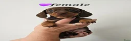 Dachshund dogs for sale: READY SUNDAY,  stunning pups kc reg parents  - Advert 8