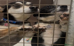 Mixed Breed dogs for adoption: Ginnie and Freddie 🐾 bonded couple  - Image 9