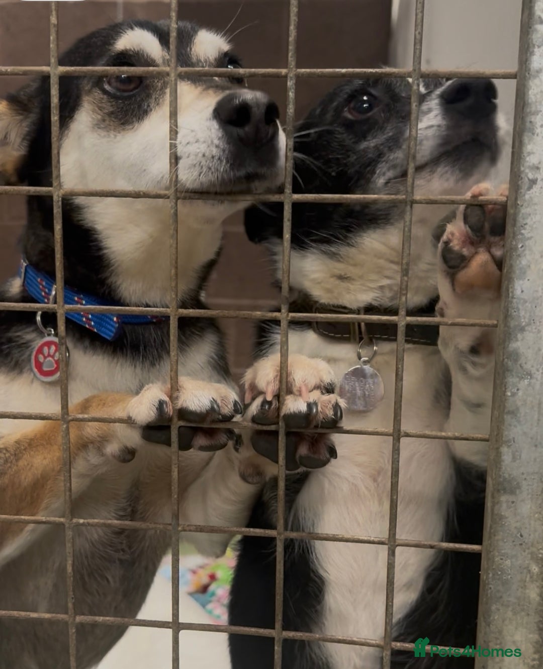Mixed Breed dogs for adoption: Ginnie and Freddie 🐾 bonded couple  - Image 9