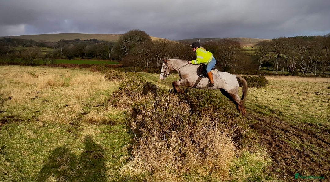 Appaloosa horses for sale: Perfect allrounder for sale - Image 4