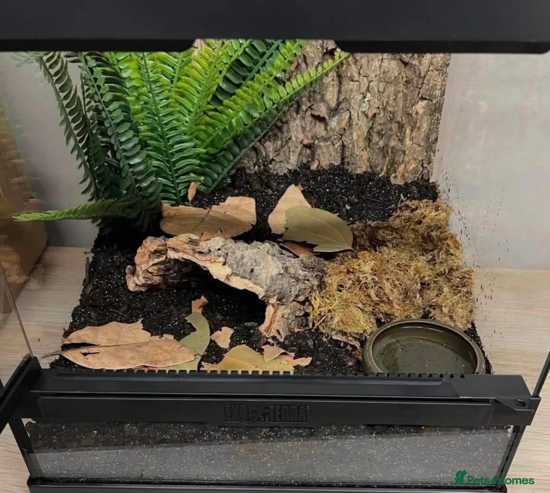Tarantulas invertebrates for sale: Selling 6 of my Brachypelma - Advert 7