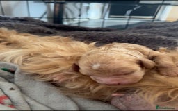 Cockapoo dogs for sale: Cockapoo puppies for sale 🩵🩷 - Image 2