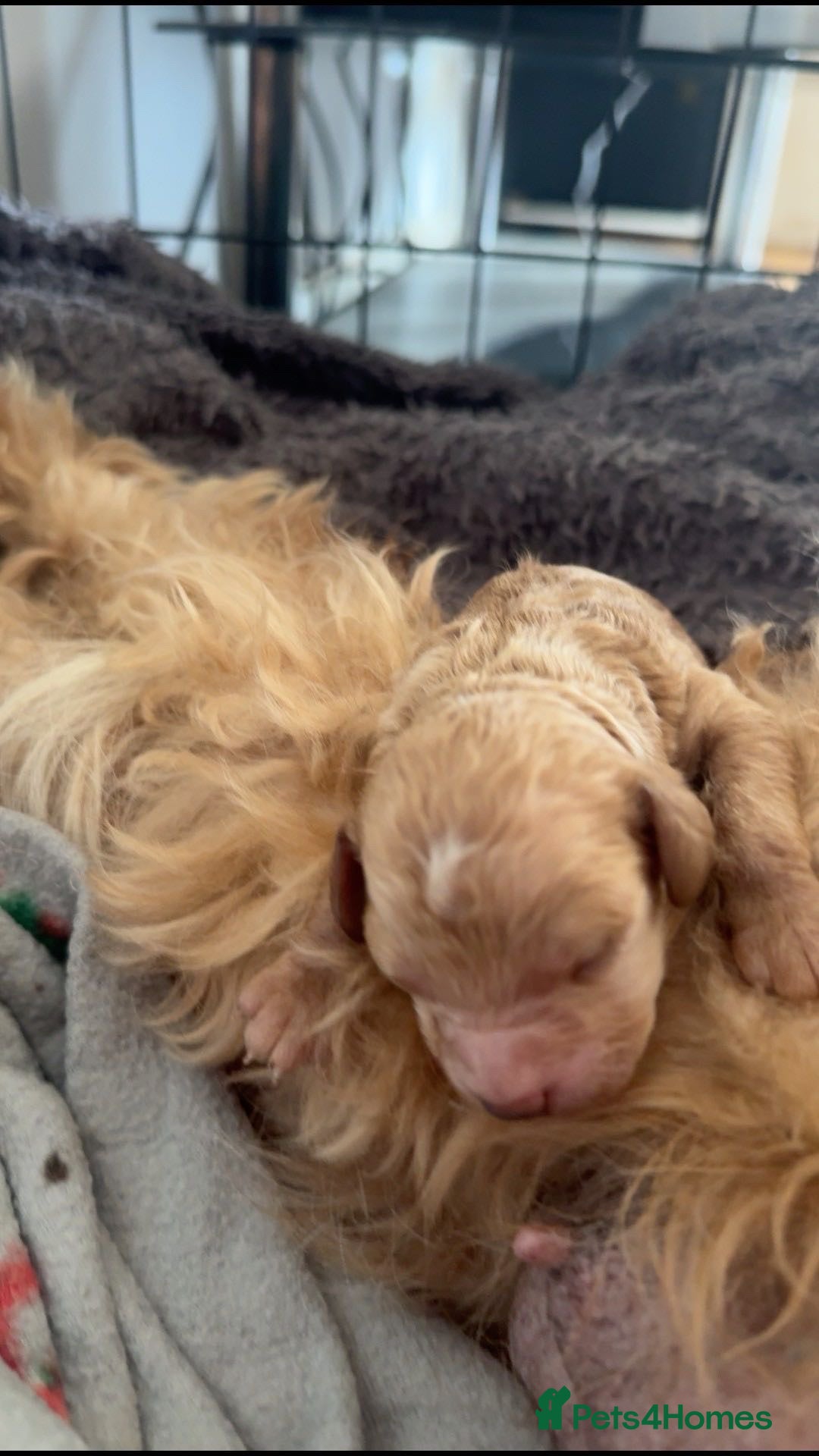 Cockapoo dogs for sale: Cockapoo puppies for sale 🩵🩷 - Image 2