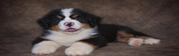 Bernese Mountain Dog dogs for sale: Beautiful pups from fully health tested patents - Advert 2