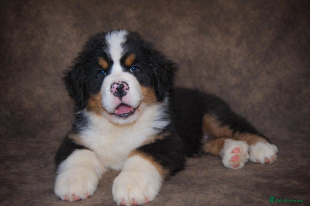 Bernese Mountain Dog dogs for sale: Beautiful pups from fully health tested patents - Advert 2