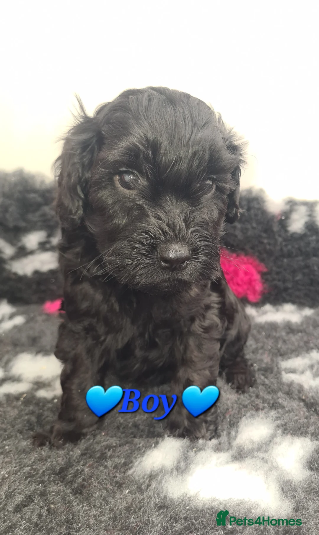 Cockapoo dogs for sale: **Beautiful F1 Cockapoos - Fully Vaccinated** - Advert 24
