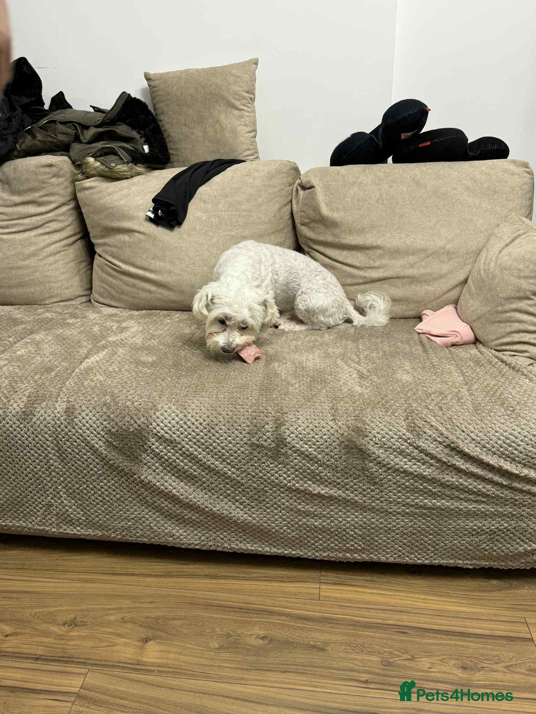 Maltese dogs for stud: Maltese For Stud - Advert 4