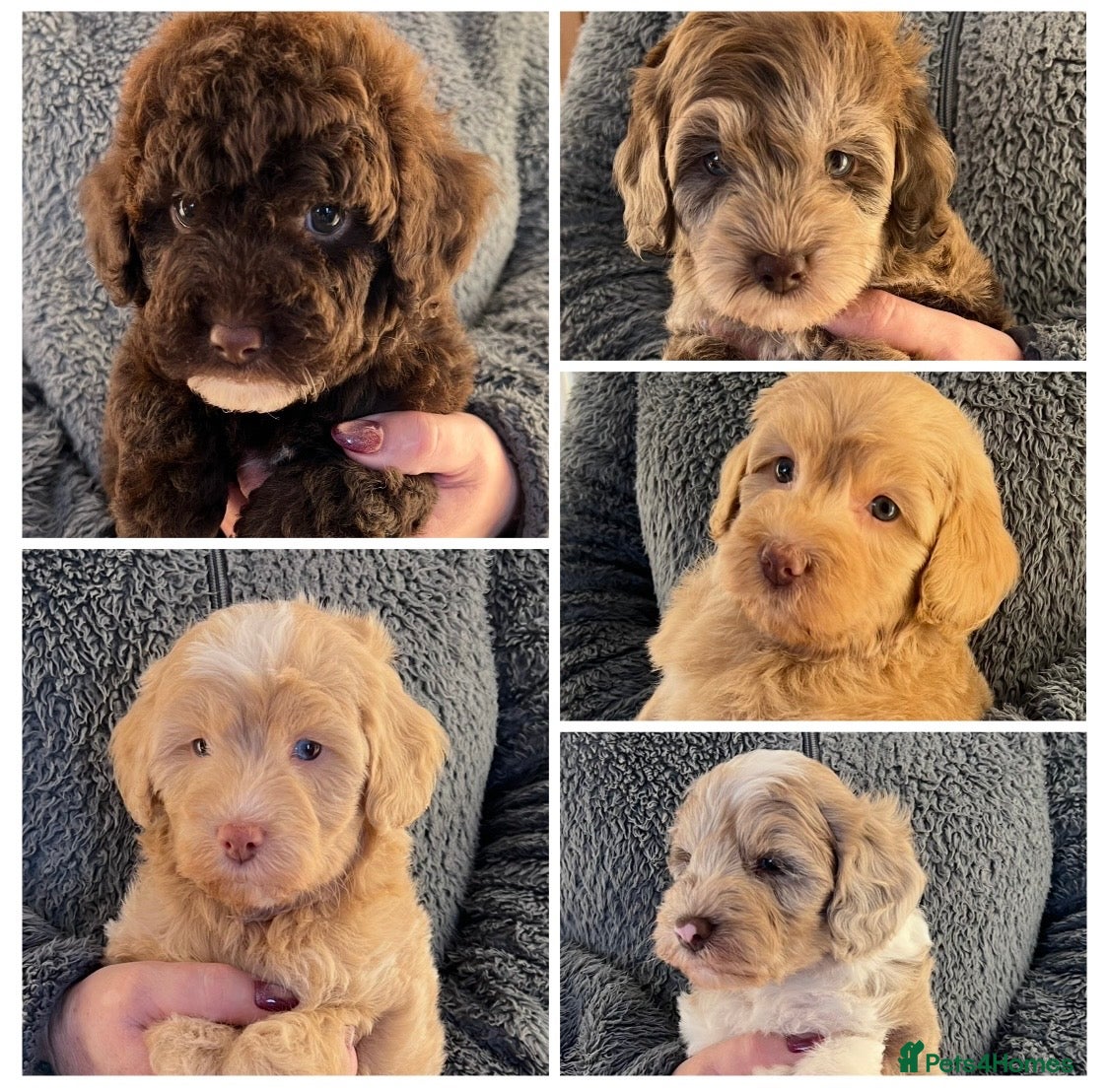 Labradoodle dogs Stunning Labradoodles From Health tested parents - Advert 2