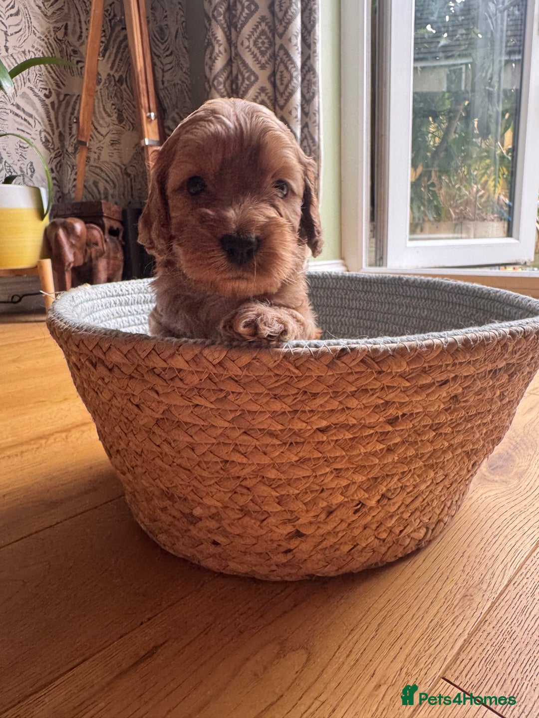 Cockapoo dogs for sale: Last Male fantastic champion line 20 combined  - Image 34