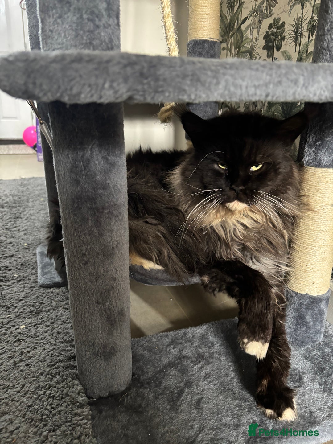 Maine Coon cats for sale: Champion Russian line full Maine coon kittens - Advert 13