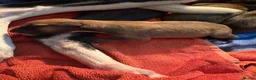 Lurcher dogs for sale: 3 beautiful lurcher pups  in Bacup - Advert 4