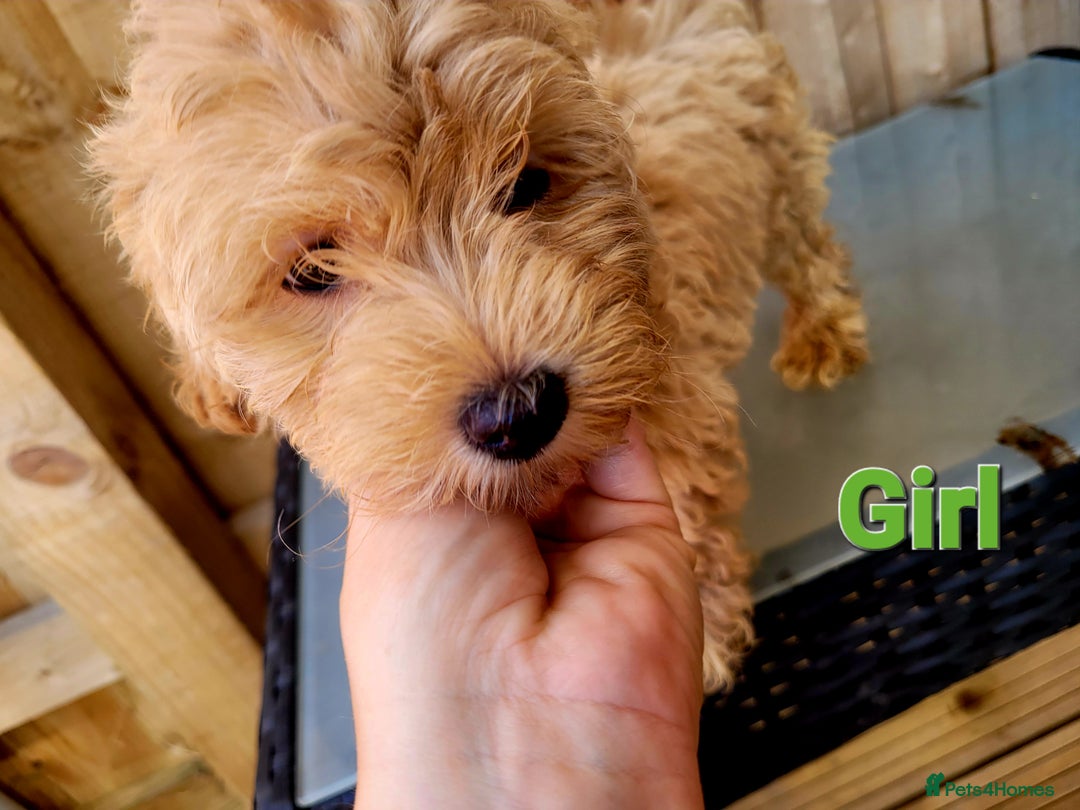 Maltipoo dogs for sale: Adorable Maltipoo Puppies for sale-ONE BOY LEFT - Image 9