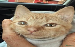 Mixed Breed cats for sale: Ginger cat/ 7 months old  - Image 4