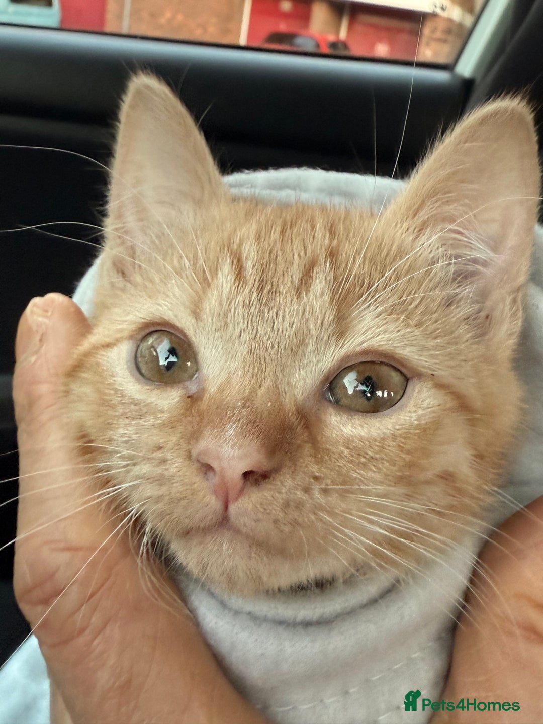 Mixed Breed cats for sale: Ginger cat/ 7 months old  - Image 4