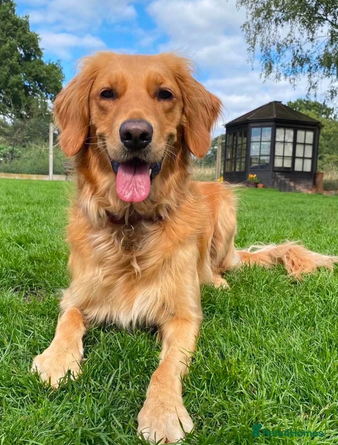 Golden Retriever dogs for sale: KC Registered Red/Golden Retriever Puppies - Advert 13