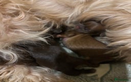 Shih Tzu dogs for sale: Imperial shih tzu puppies - Image 12